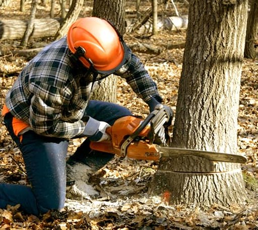 Tree Removal in Versailles, MO